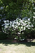 Syringa hyacinthiflora