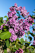 Syringa vulgaris 'Sensation'