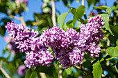 Syringa vulgaris, lila