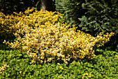 Ilex crenata 'Golden Gem'