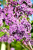 Syringa vulgaris 'Sensation'