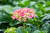 Hydrangea macrophylla 'Red Wonder'®