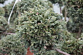 Chamaecyparis pisifera 'Boulevard'