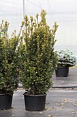 Taxus baccata 'Westerstede'