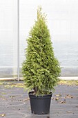 Thuja