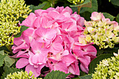 Hydrangea macrophylla 'Rosita'