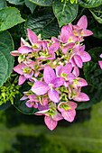 Hydrangea macrophylla 'Hobergine'®