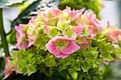 Hydrangea macrophylla