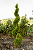 Thuja occidentalis 'Emerald', spiral shoots