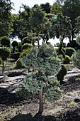 Chamaecyparis pisifera 'Boulevard' Bonsai