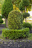 Taxus baccata