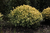 Buxus sempervirens 'Aureovariegata'