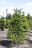 Taxus baccata