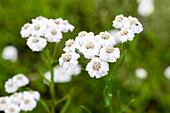 Achillea millefolium, weiß