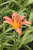 Hemerocallis 'Margaret Perry'