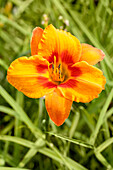 Hemerocallis