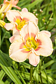 Hemerocallis