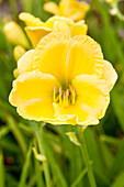 Hemerocallis