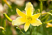 Hemerocallis