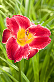 Hemerocallis