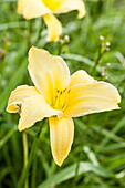 Hemerocallis Buried Treasure