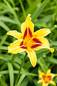 Hemerocallis