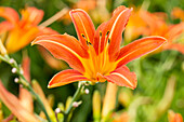 Hemerocallis