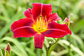 Hemerocallis