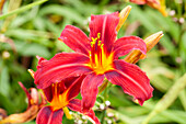 Hemerocallis