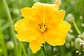 Hemerocallis