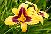 Hemerocallis