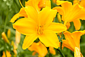 Hemerocallis