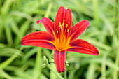 Hemerocallis