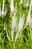 Veronicastrum virginicum Album