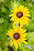 Rudbeckia