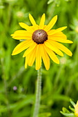 Rudbeckia