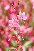 Gaura lindheimeri