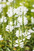 Physostegia virginiana 'Summer Snow'