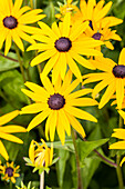 Rudbeckia fulgida