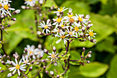 Aster divaricatus