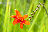 Crocosmia x crocosmiiflora