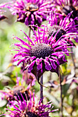 Monarda fistulosa 'Scorpion'