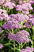 Achillea millefolium