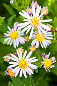 Aster ageratoides 'Asran'