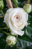 Edelrose, white