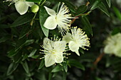 Myrtus communis