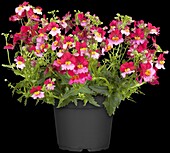 Nemesia SUNSATIA™ PLUS 'Berry Delight'