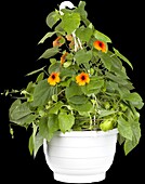 Thunbergia alata, orange