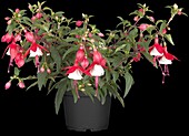 Fuchsia hybrid