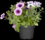 Verbena, Petunia